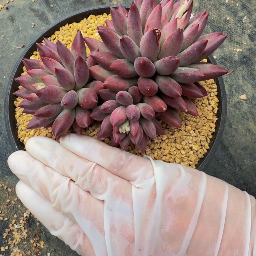 g g g g g g g g 124