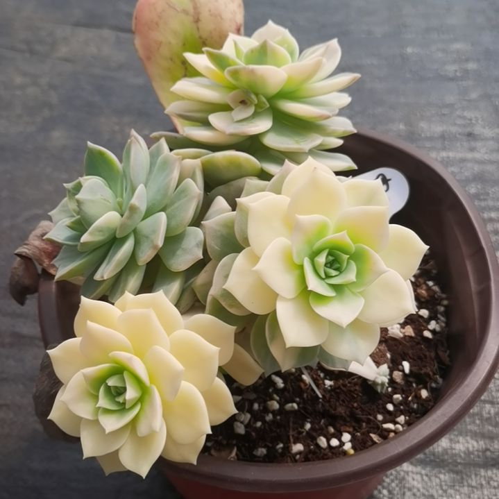 白牡丹超白锦捌下来发货