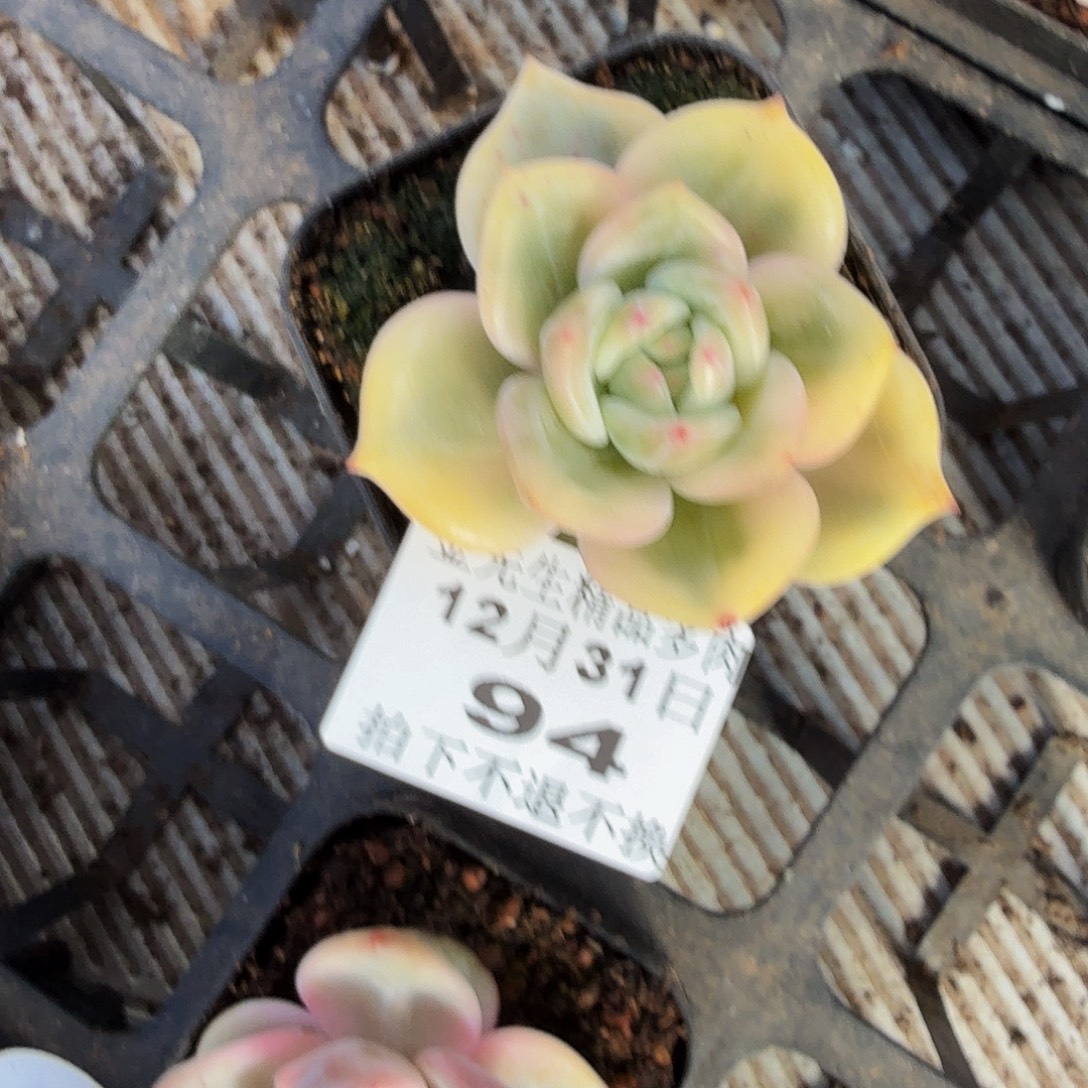 心***陈1231-94伊丽莎白锦