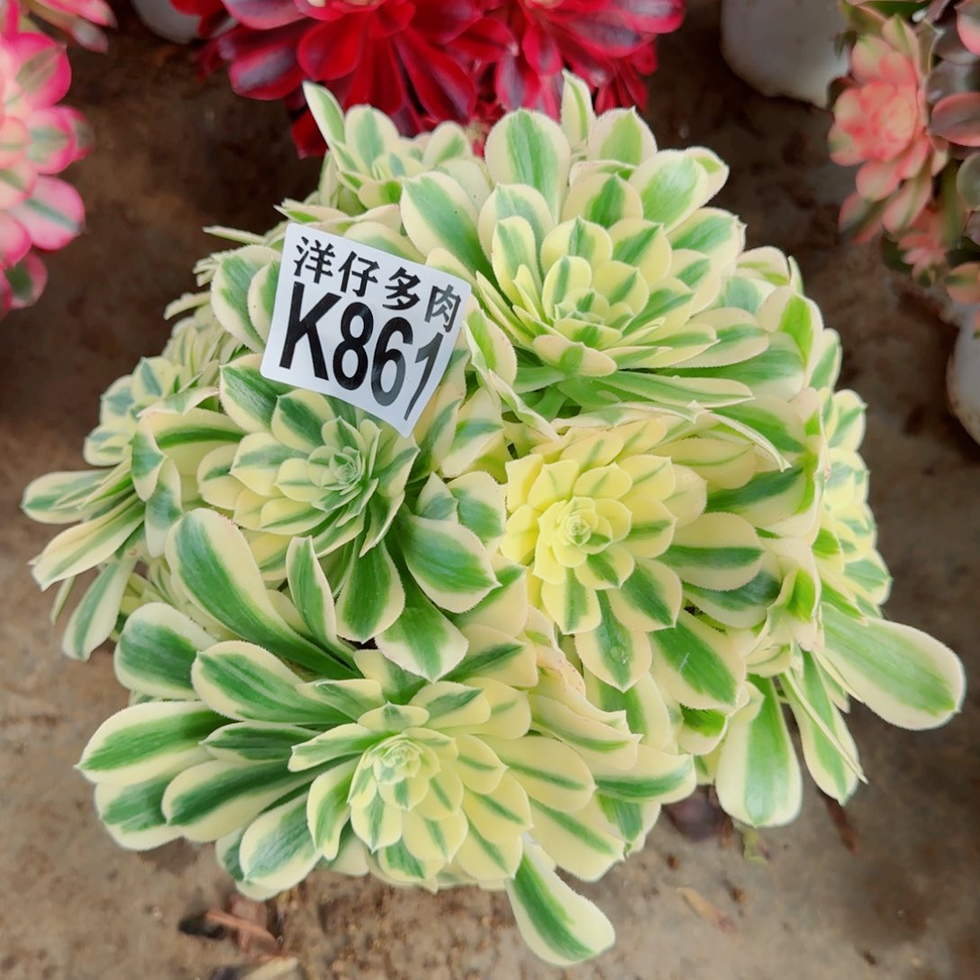 861迈巴赫法师园艺官服25左右2号