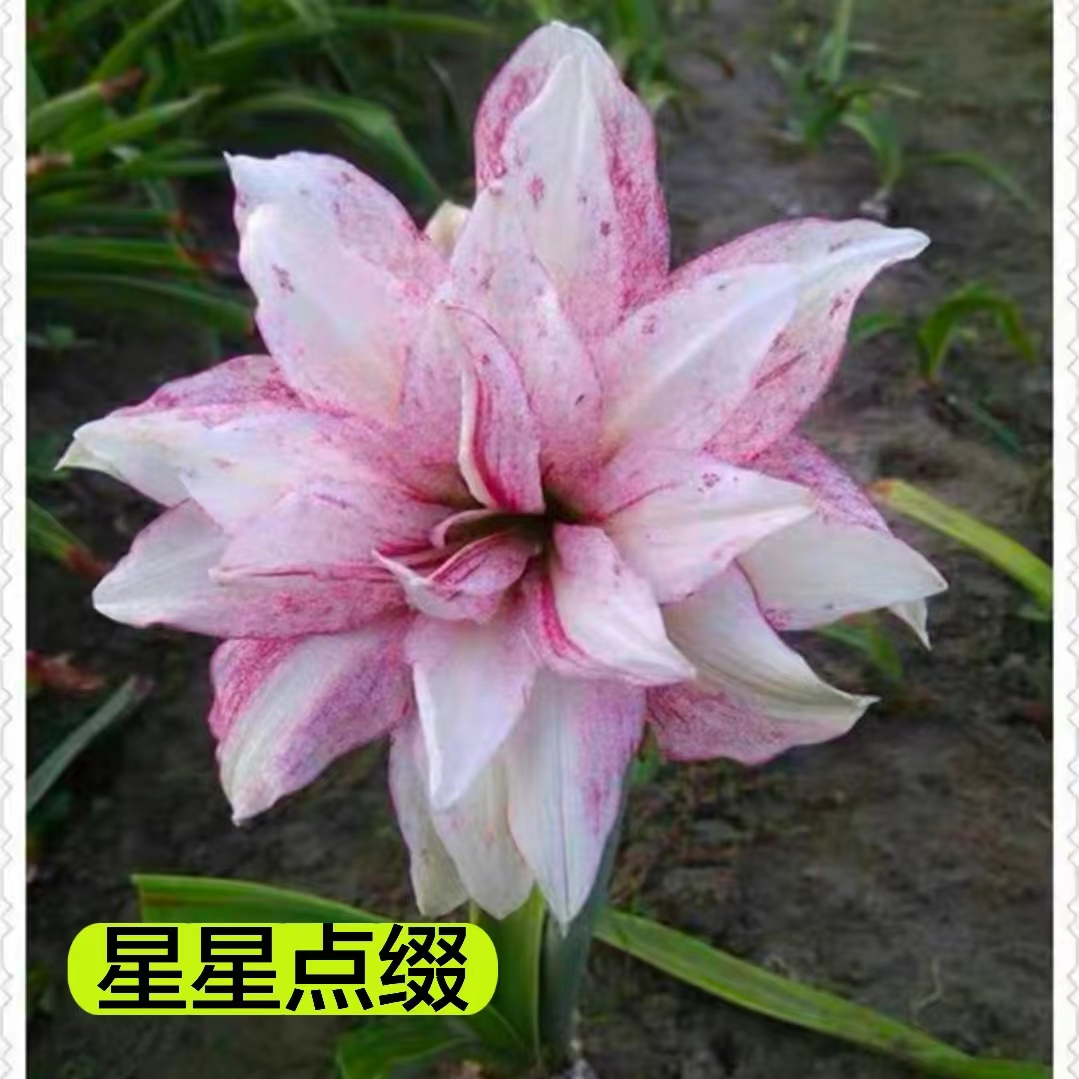 【星星点缀】朱顶红澳朱重瓣基地自然种球浓香室内盆栽四季开花植物