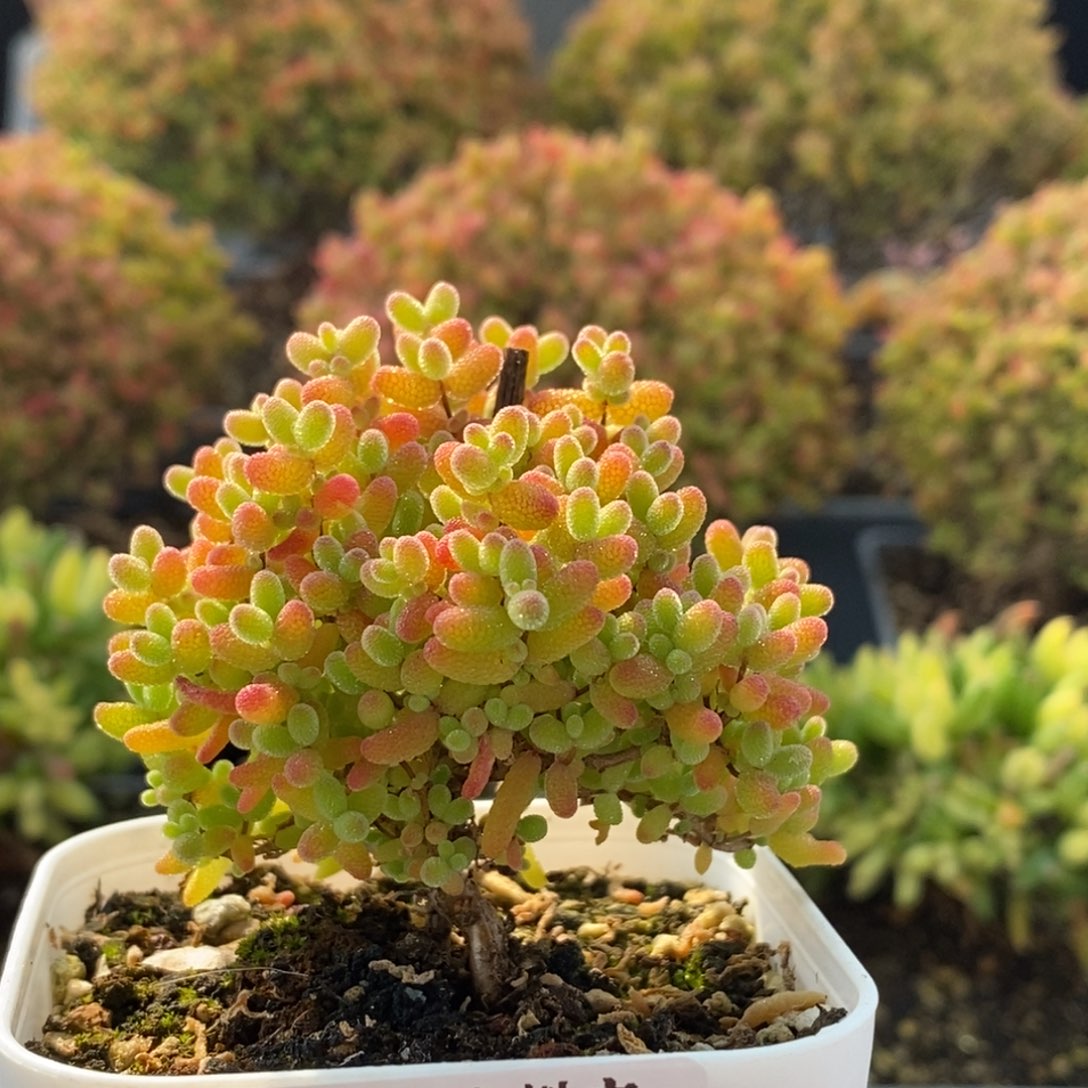 蜜橘糖球2945枝干番杏