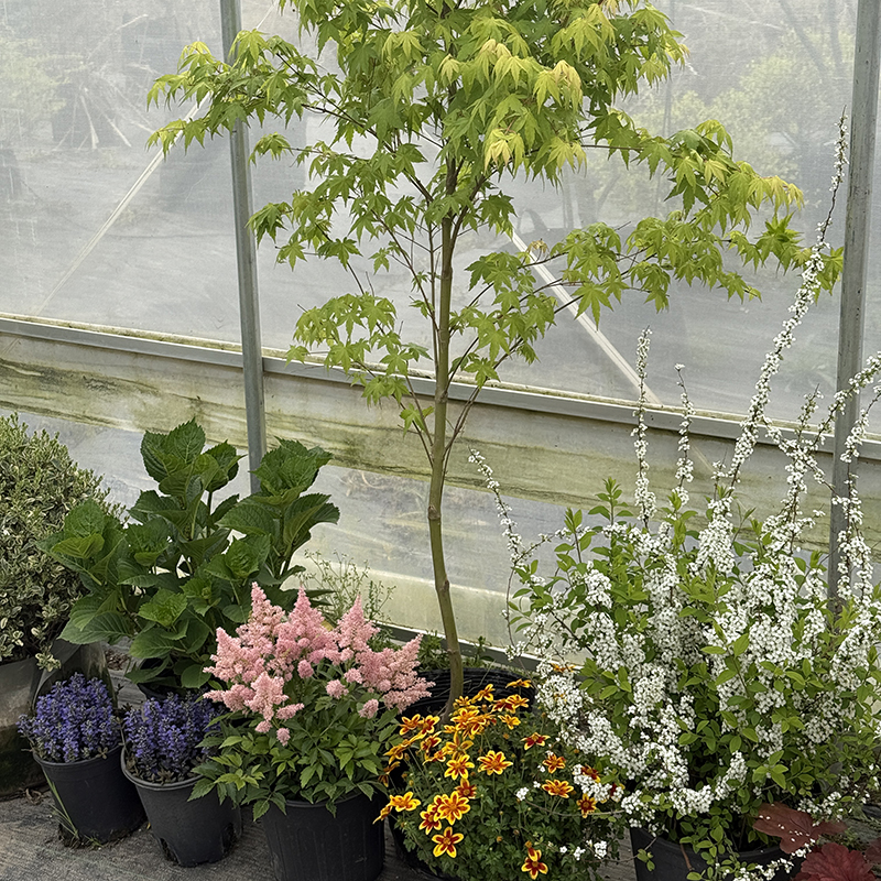 罗曼的花园 花境植物组合盆栽低维护好打理开花观叶