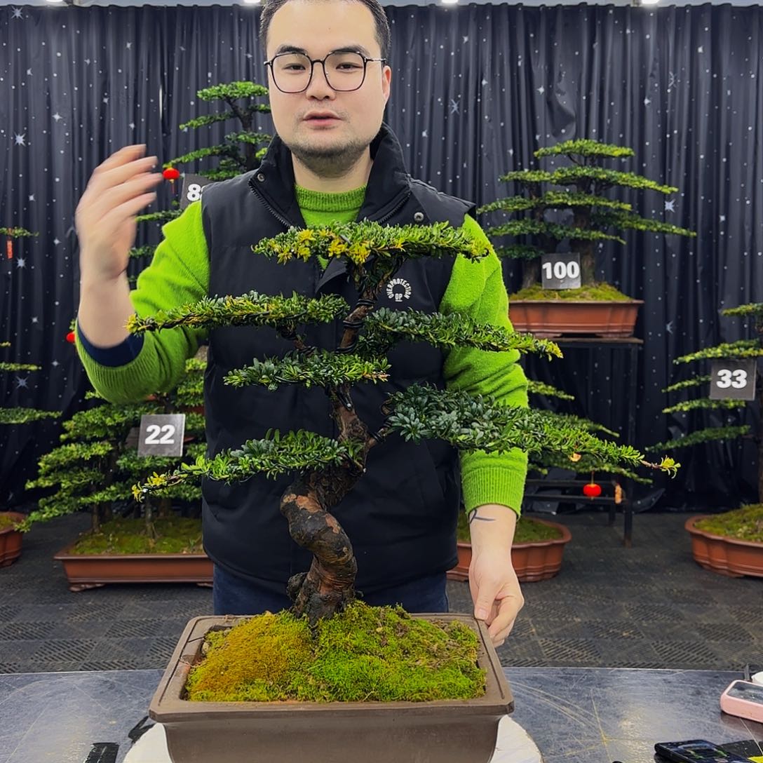 红芽罗汉松造型盆景