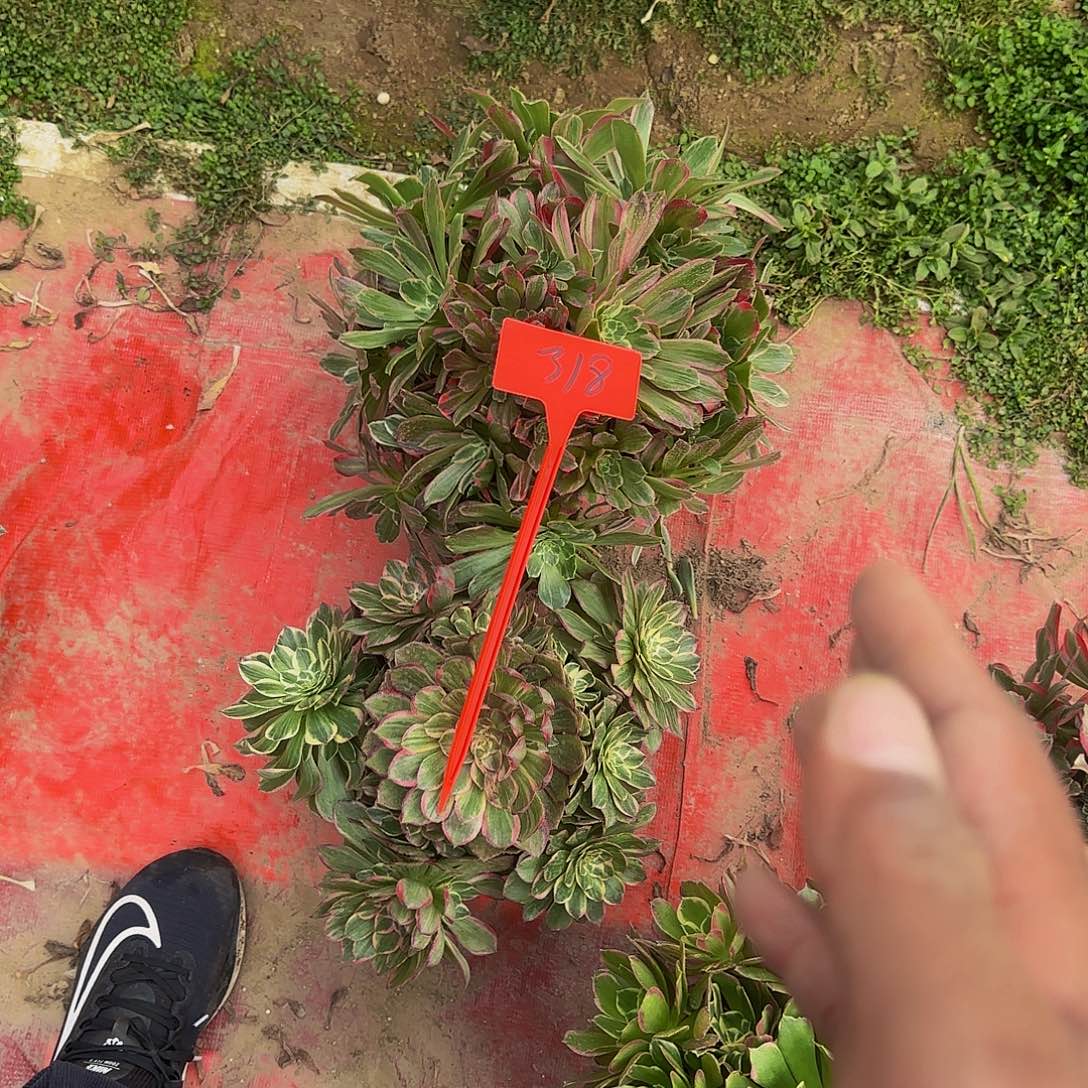 一**你 318两颗哦哦哦