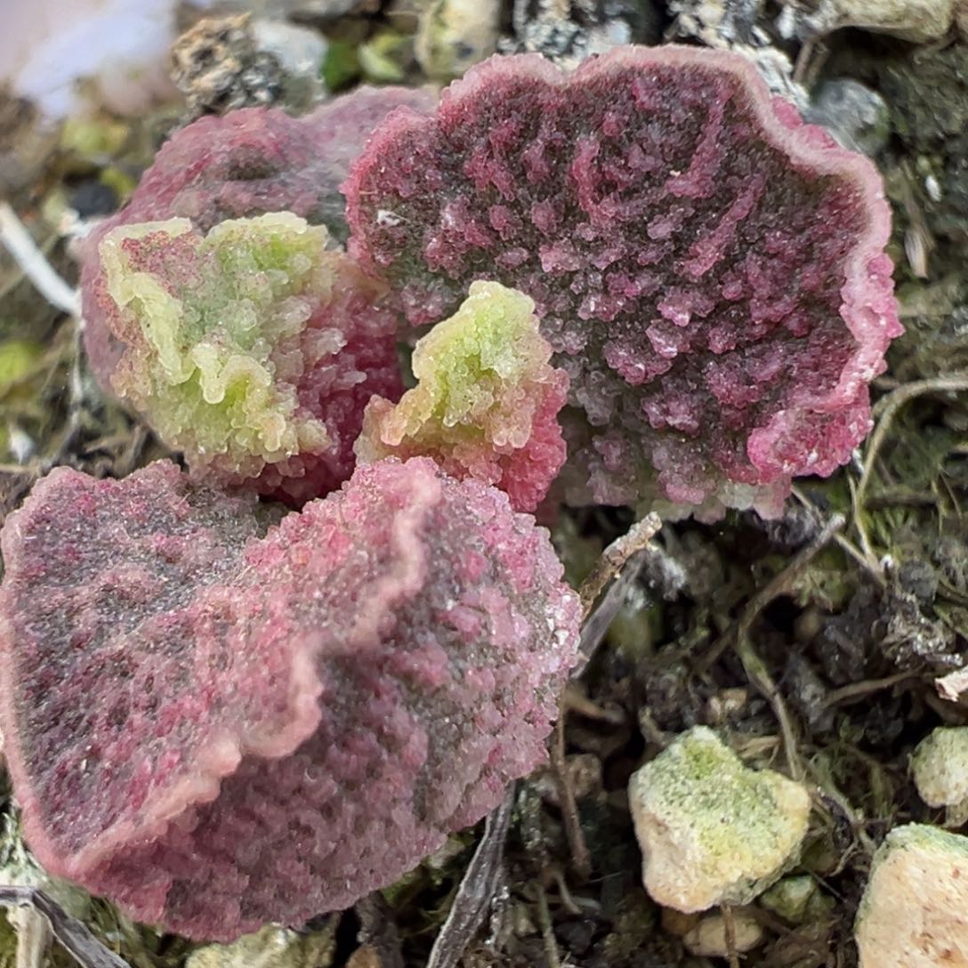 圆叶缎面金边实生新品