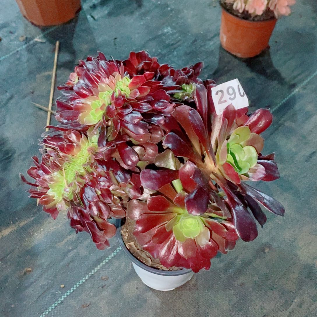 欧紫缀290多肉1111