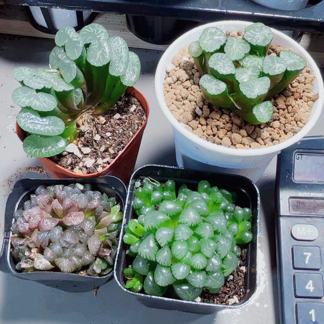 四颗漂亮肉肉多肉植物