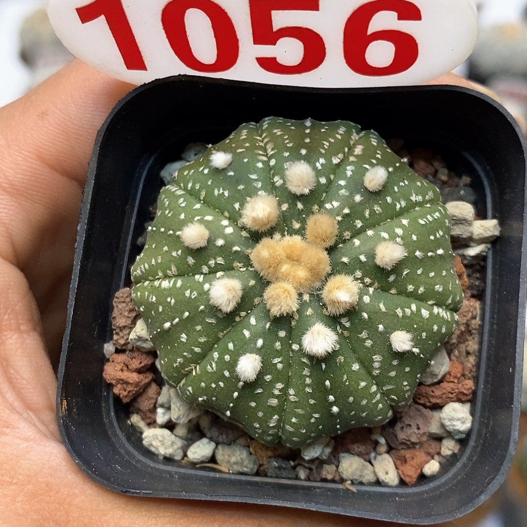 1056缺水9愣福利特价咯