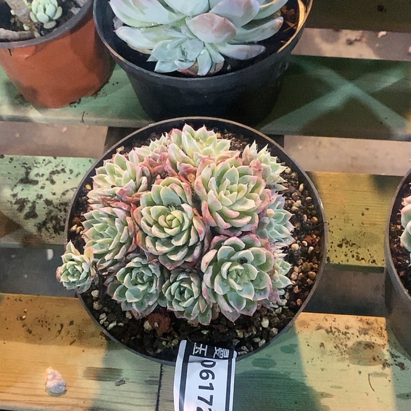 【闪购商品】杂06172