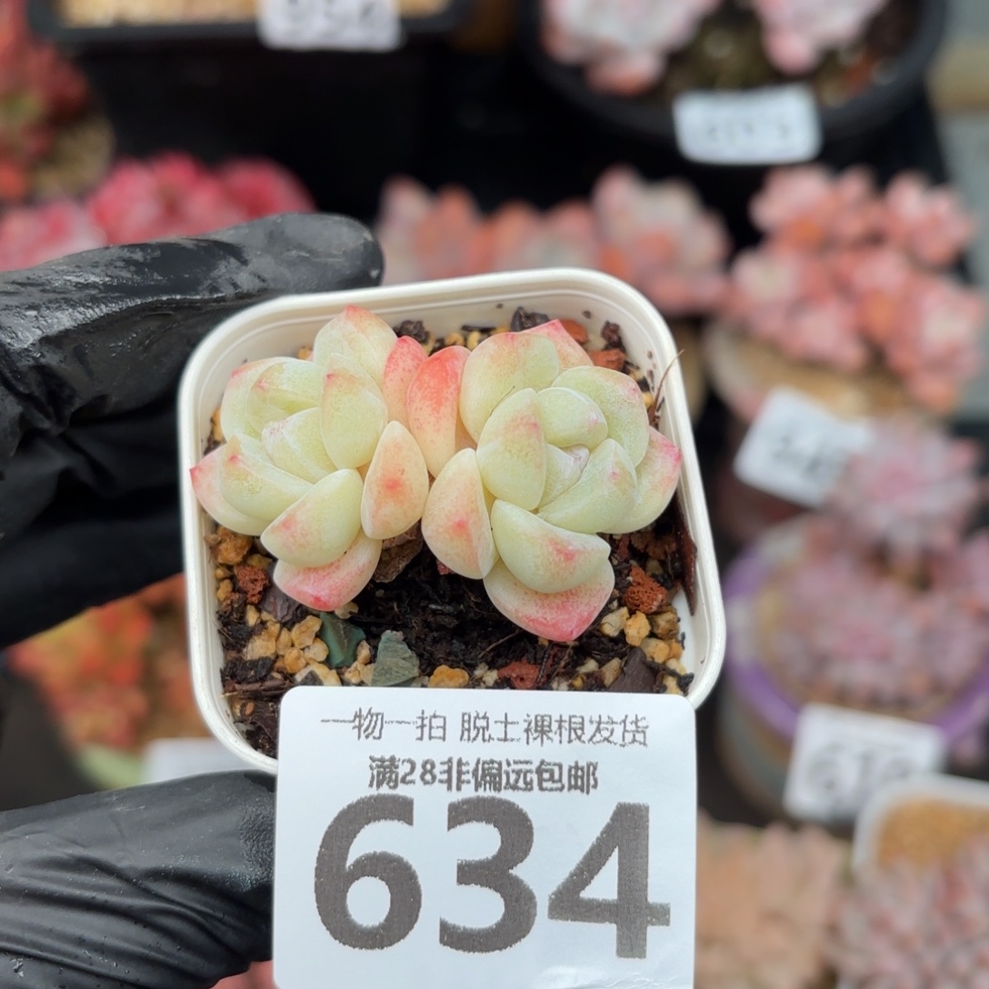 小冰玉带盆土发货