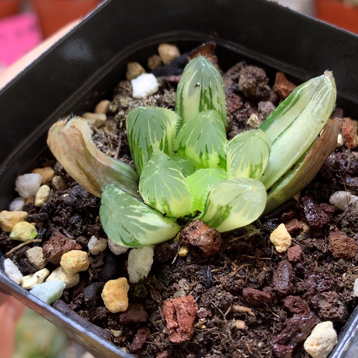 夏沫玉露锦带盆土发货