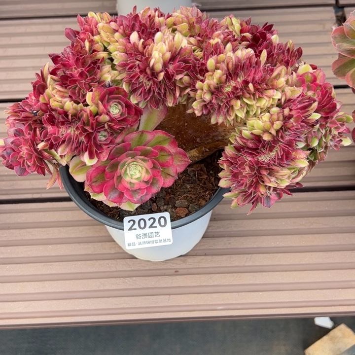 2020荔枝缀化露养货