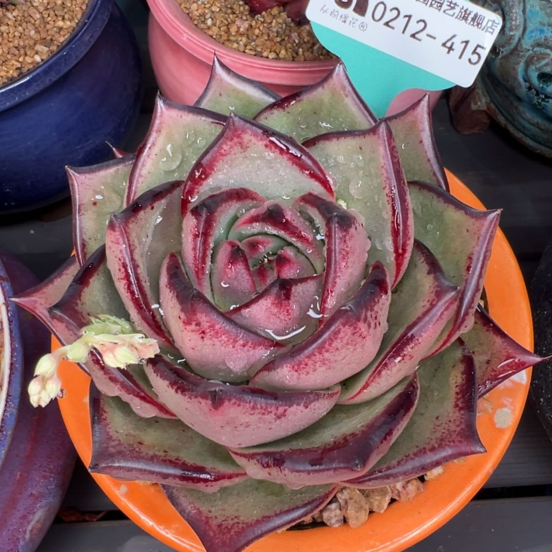 从前慢多肉精选编号0212.415