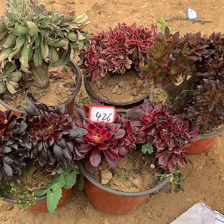 组合缀5棵多肉426