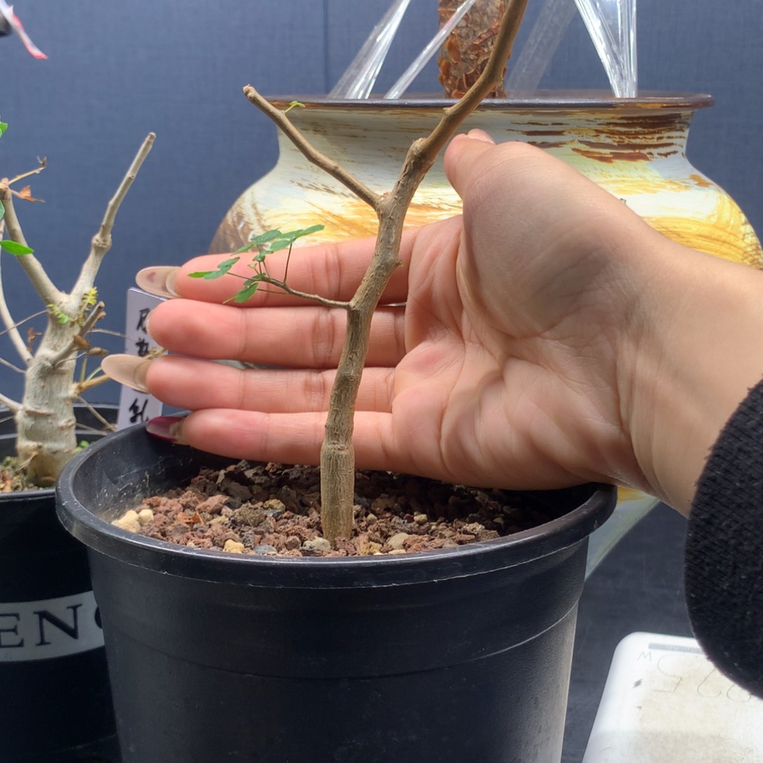 夏*被波叶没药实生实生