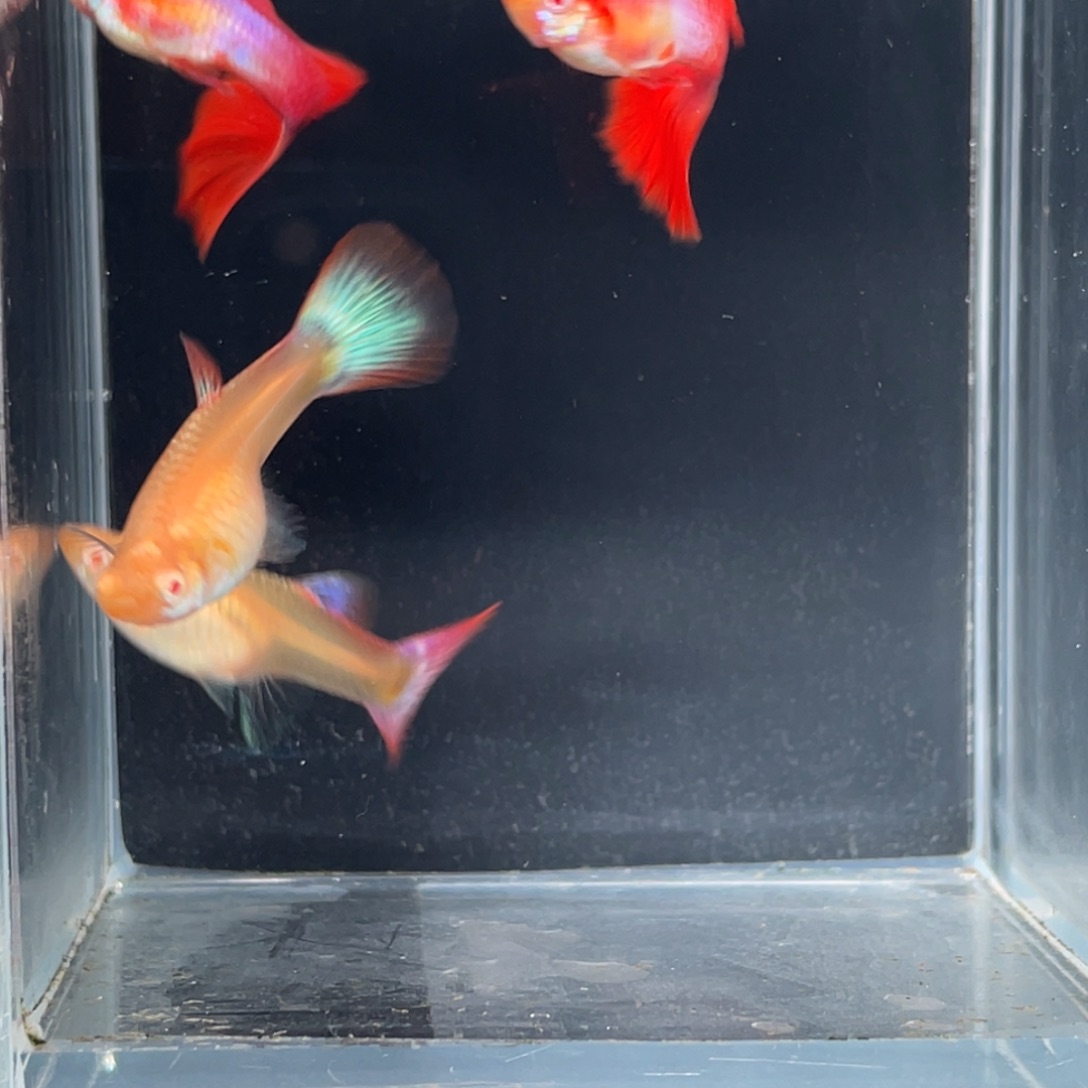 孔雀鱼日本蓝红尾白子