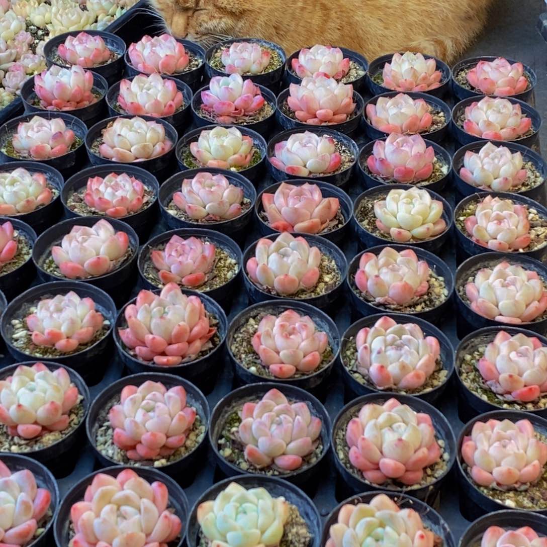 527多肉植物保护研究所所长助理