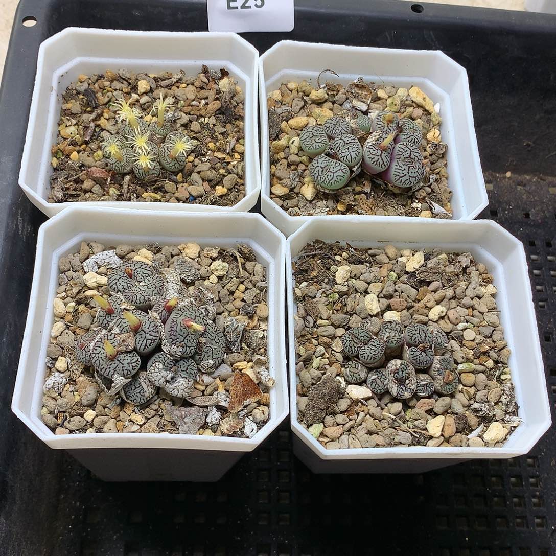 ?****字E25多肉植物保护研究所