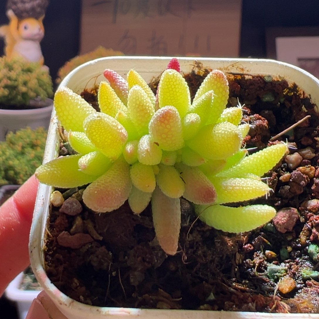 665玉米锦一物一拍包开箱