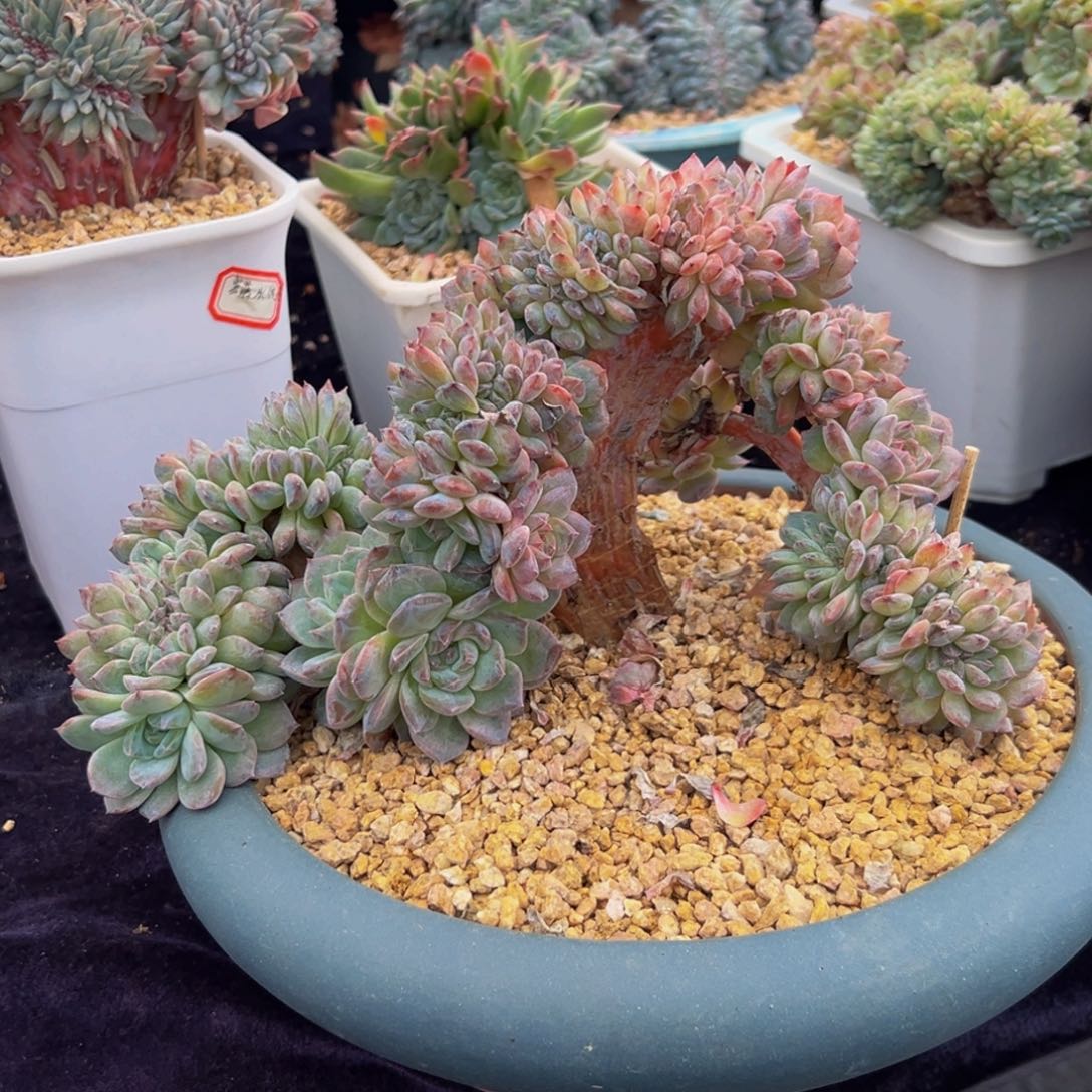 新年快乐 新年快乐 新年快乐