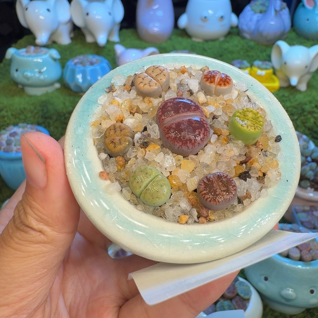 *****多肉福利冲冲冲1075