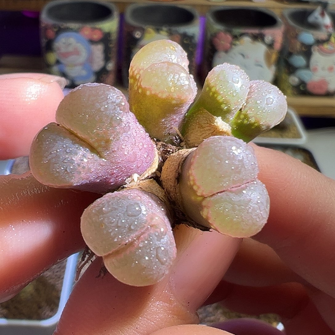 炸福利。             