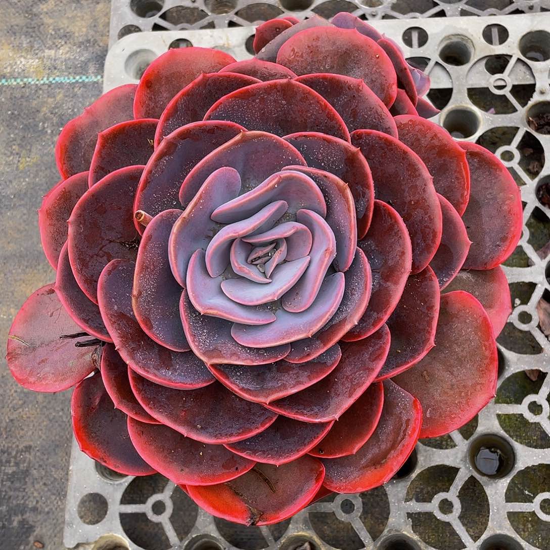 云*晚尘埃玫瑰多肉植物