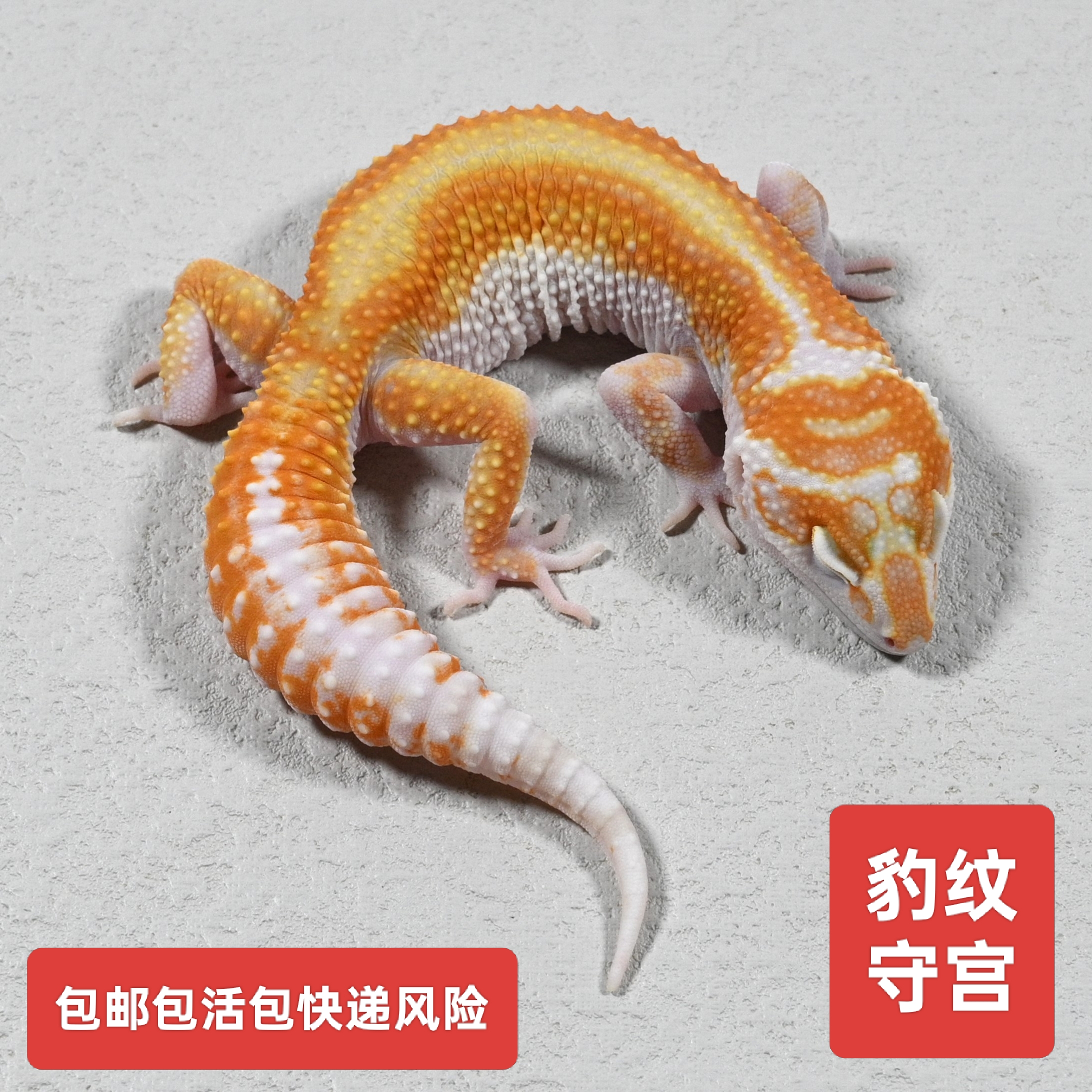 豹纹守宫新手蜥蜴人工温顺无毒懒人可爱网红宠物新手守宫爬宠