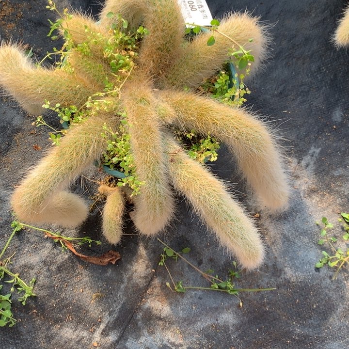 060九尾狐多肉植物