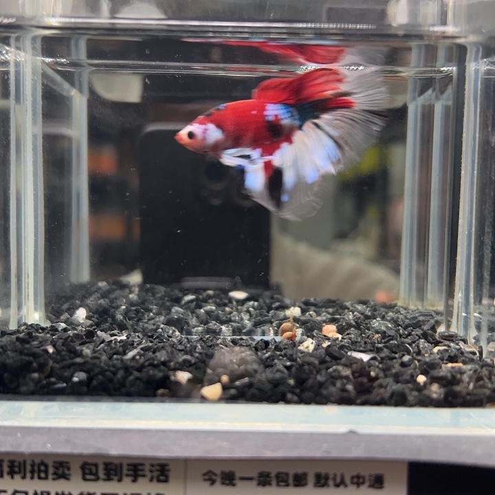 斗鱼跑单拉黑1日21