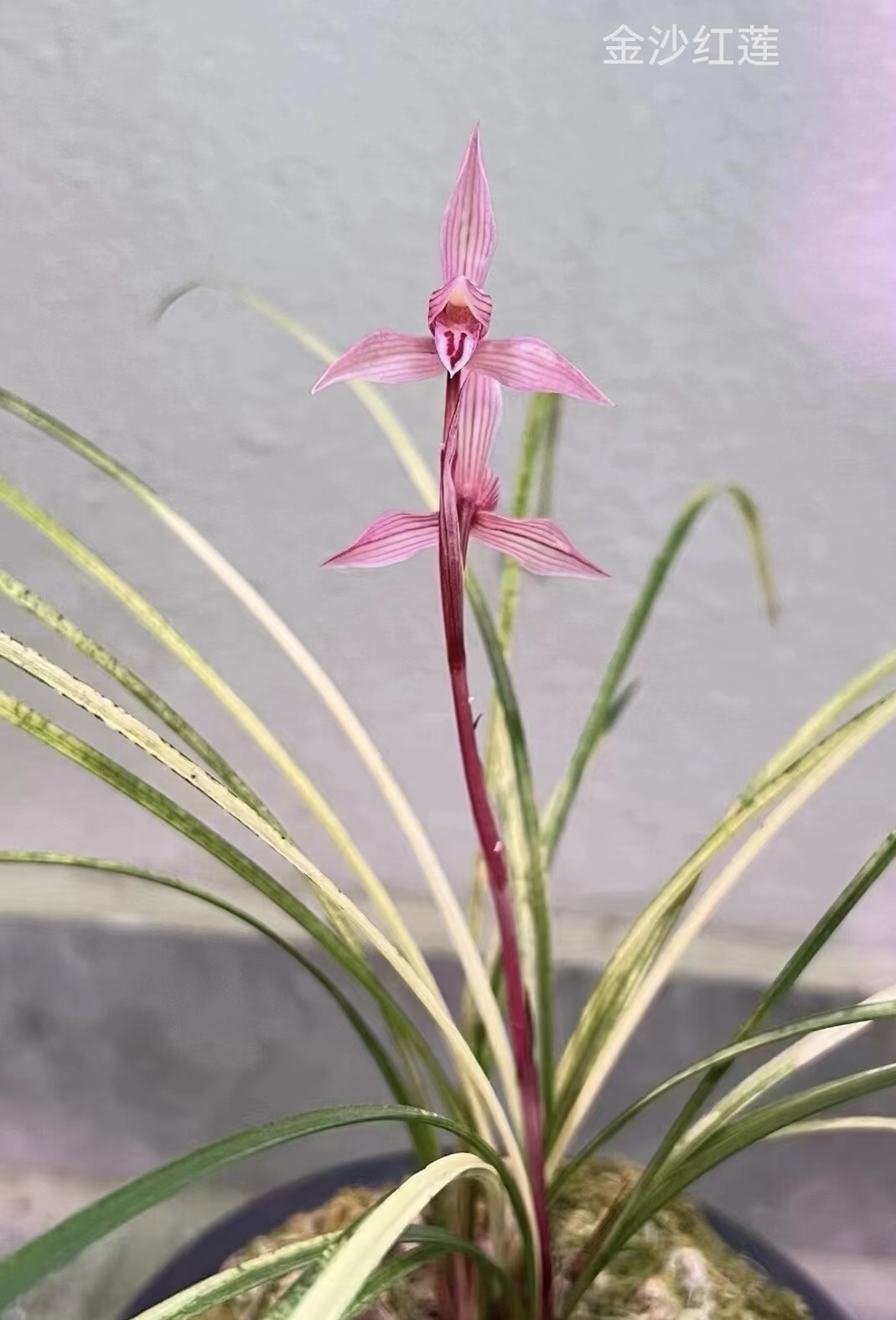 兰花、云南莲瓣兰高端艺草