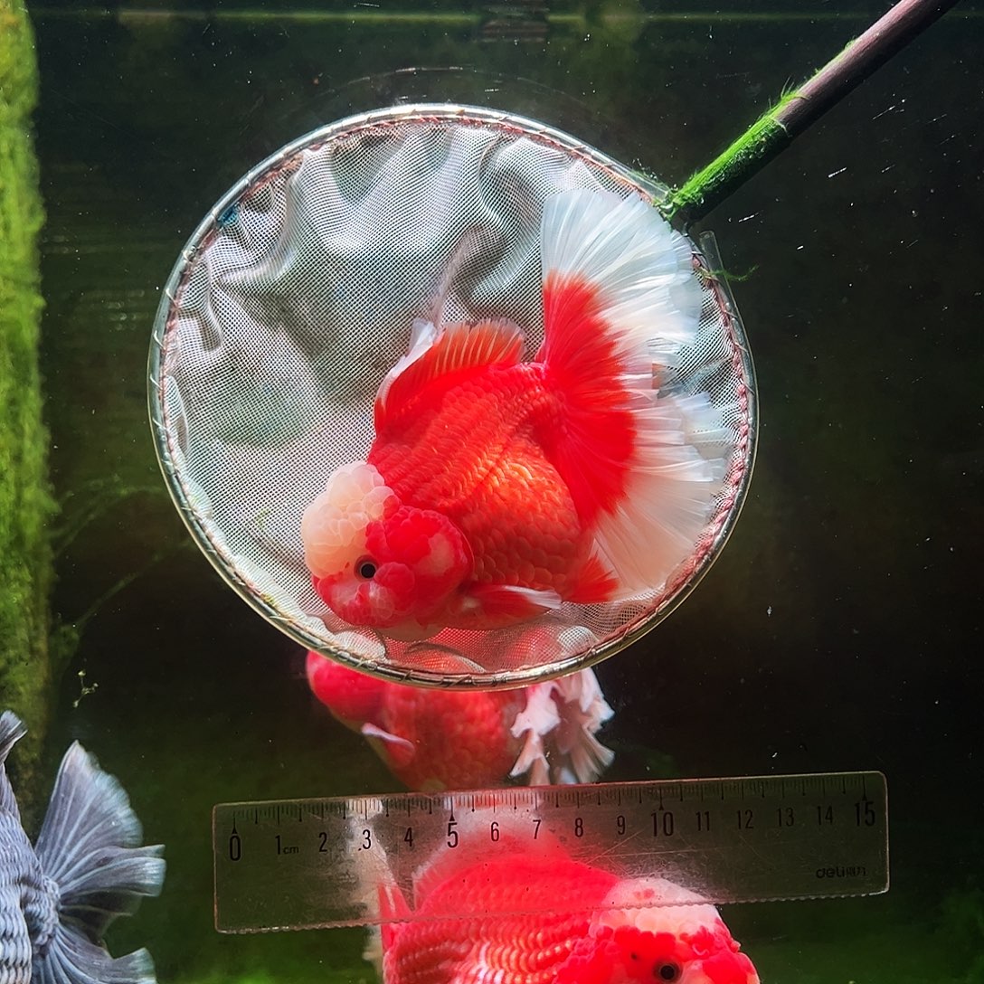 金鱼冷水金鱼百褶泰狮