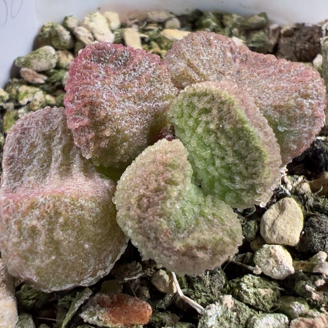 实生新品多肉植物水泡多肉植物水泡