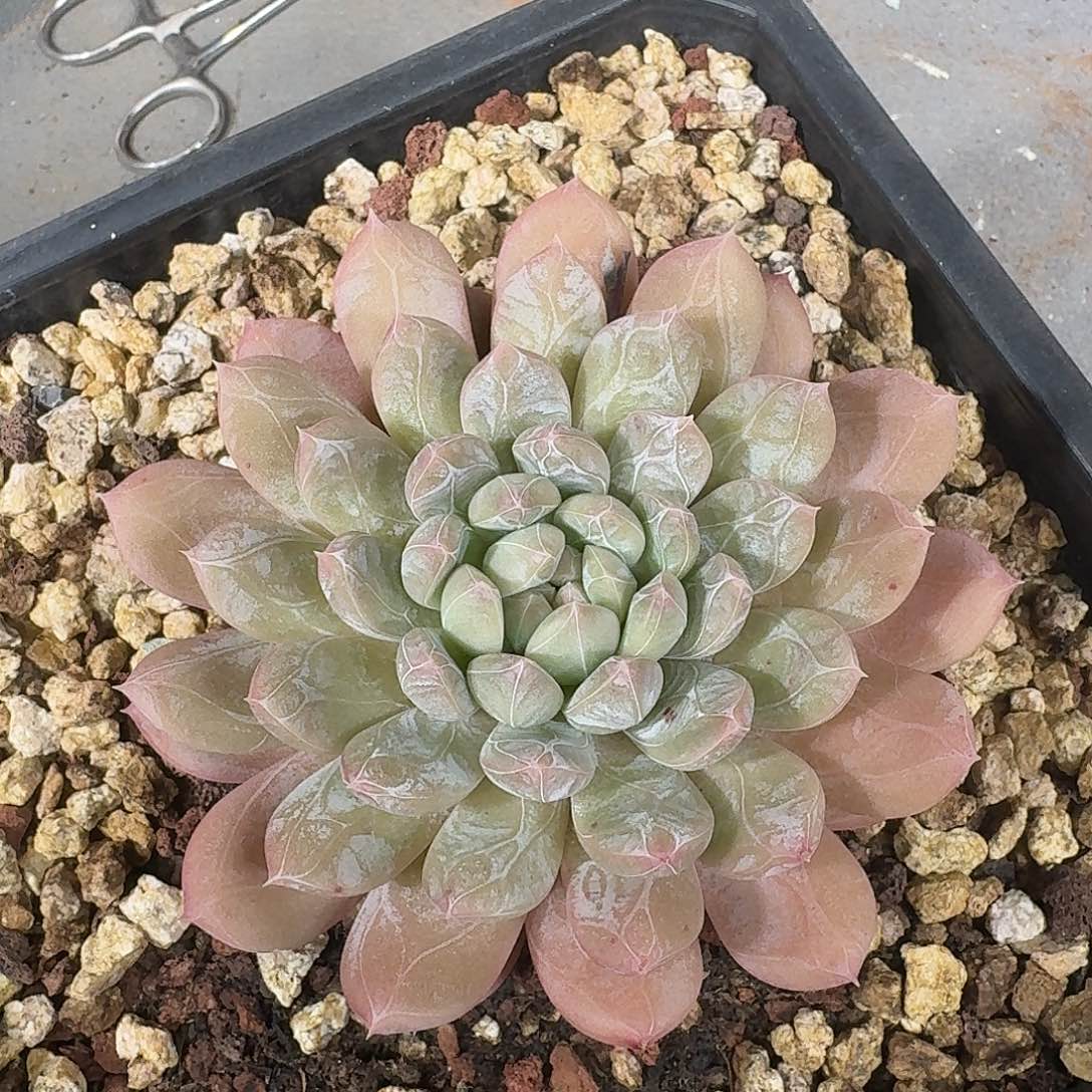 百达翡翠一颗福利炸