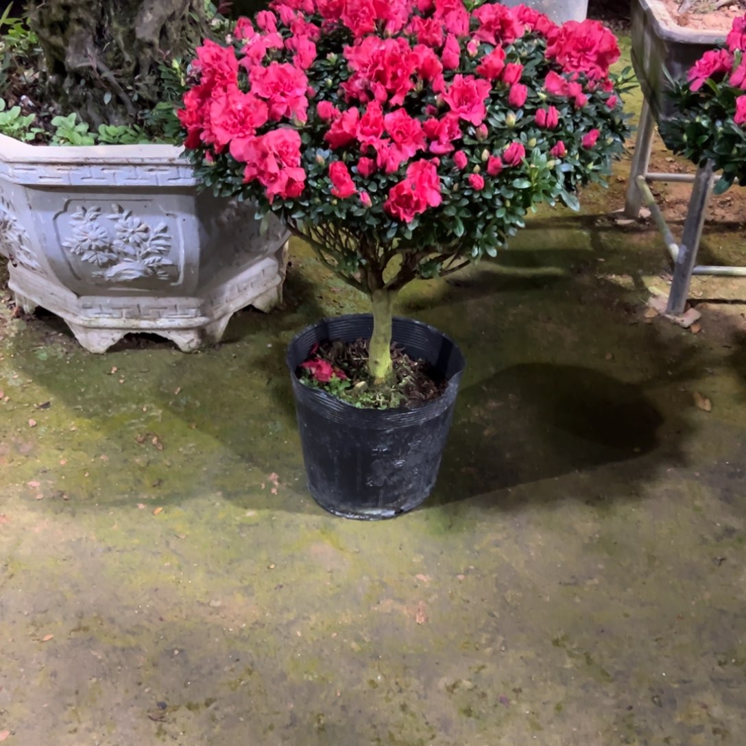 傲***～完全开放杜鹃花  完全开