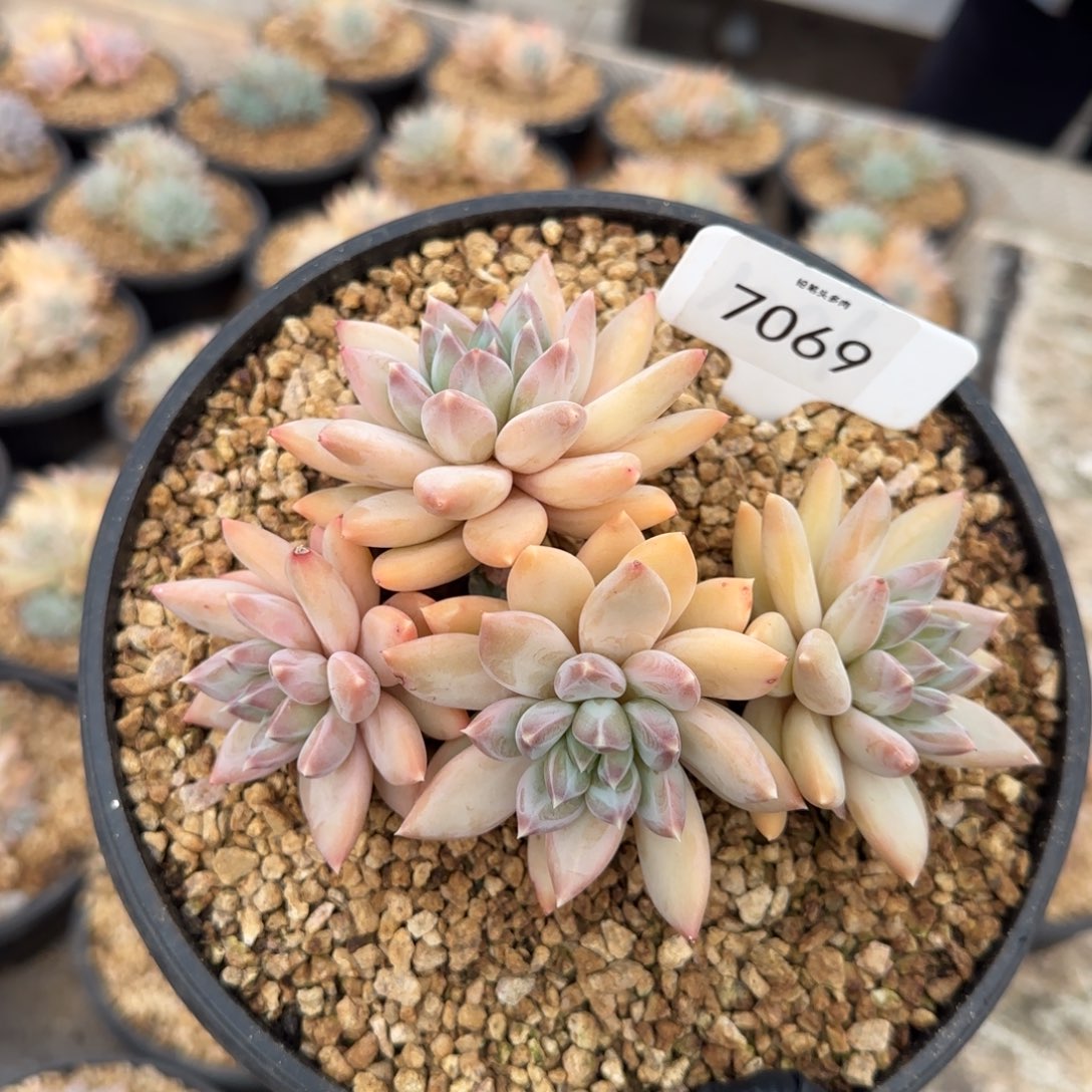 7069。       天使之翼多肉