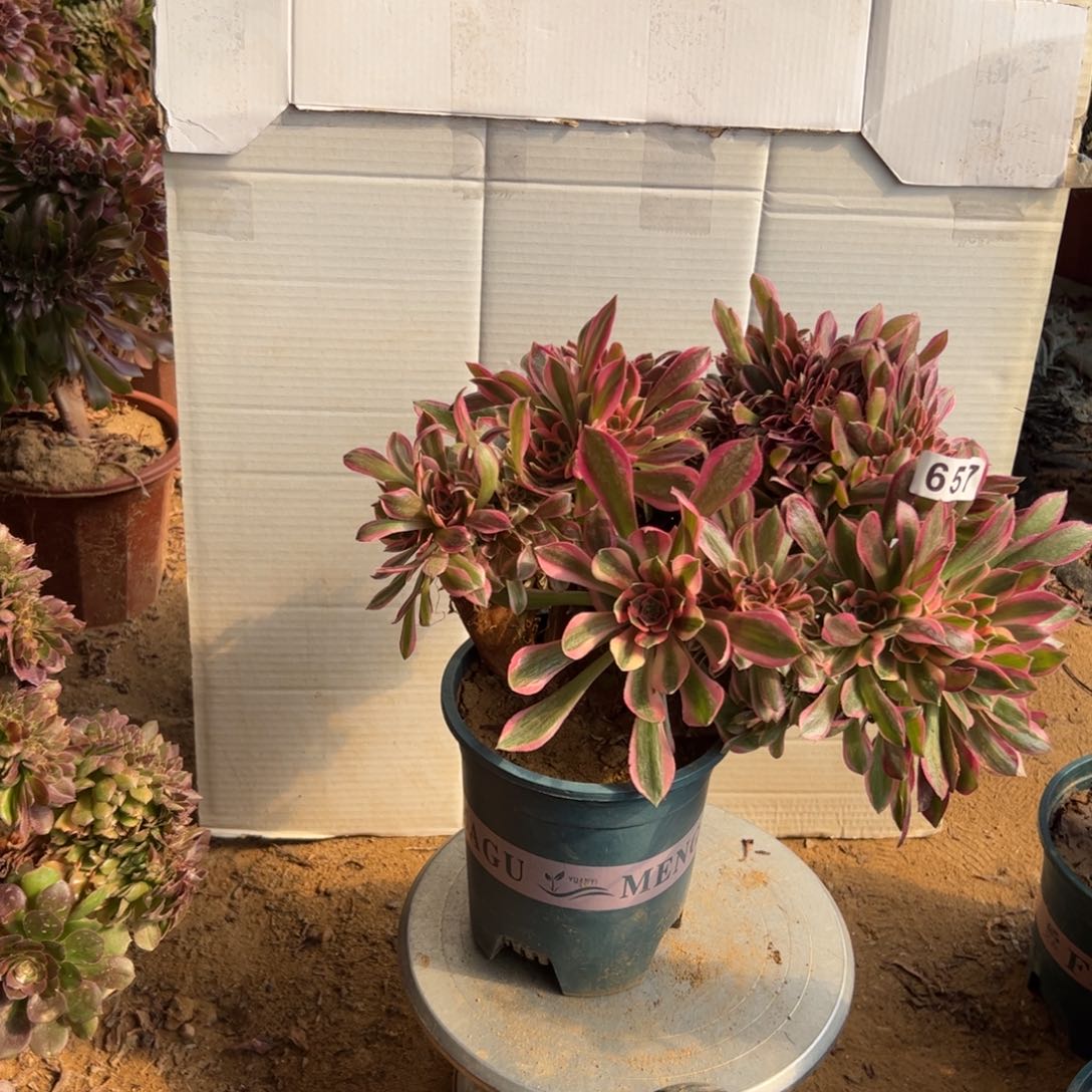 有伤女神657官府33