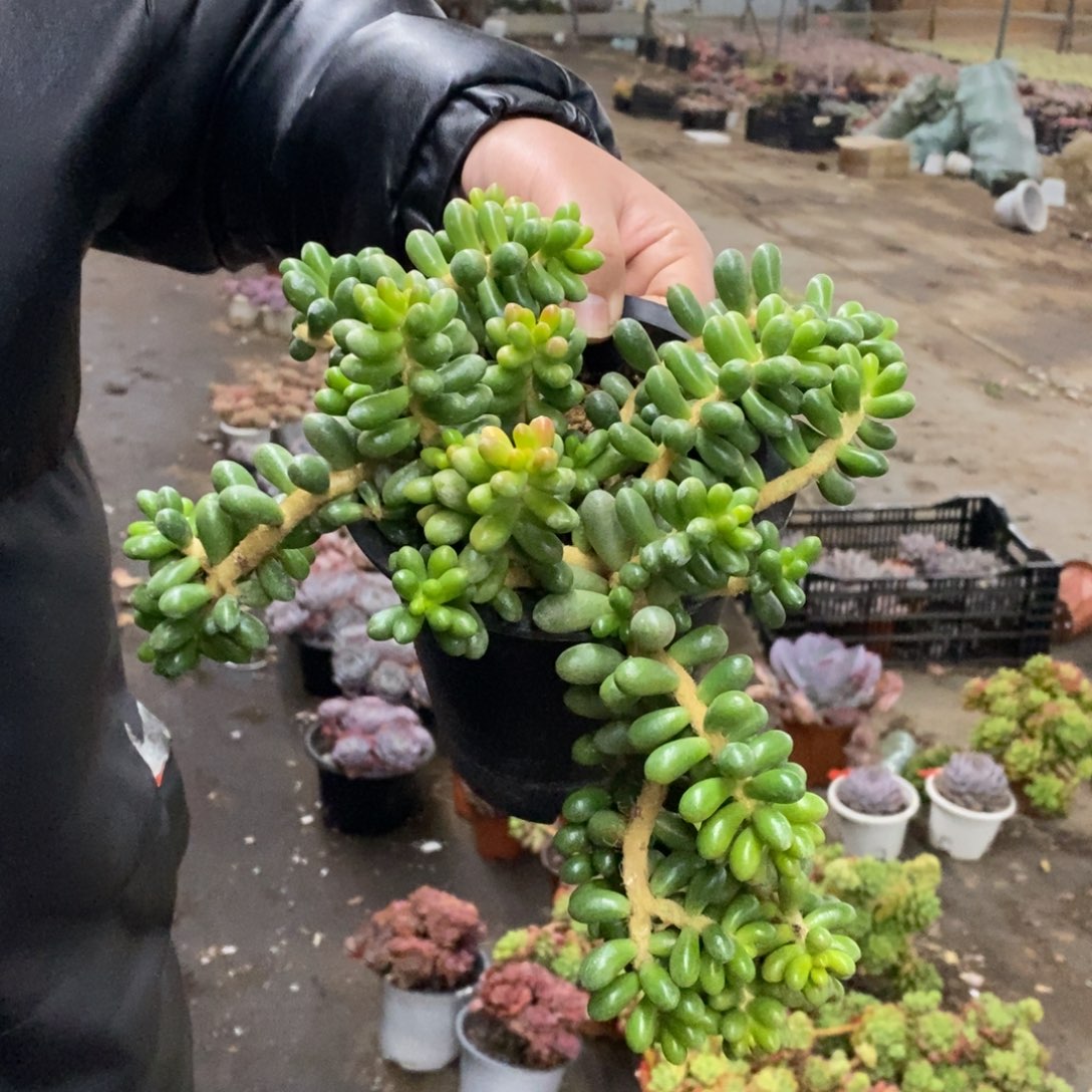 绿龟卵整桩无砍，掉叶不售后