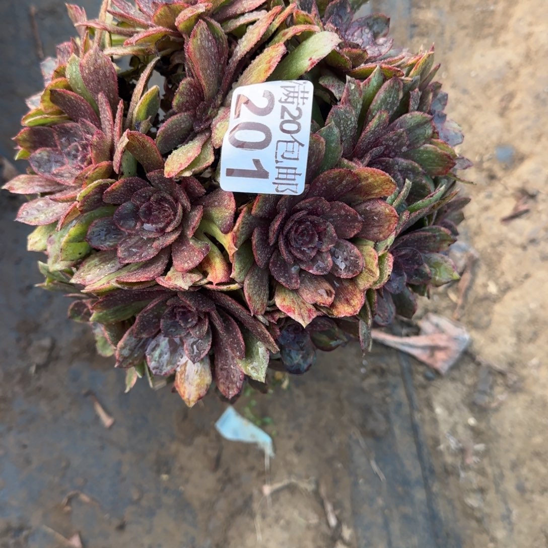 红丝绒201满20包邮断枝不包瑕疵