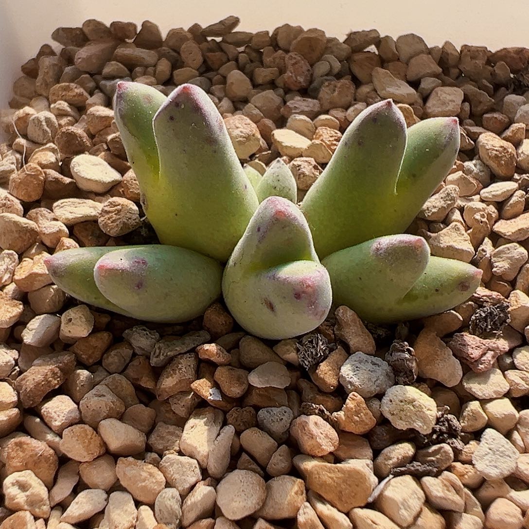 无花朵985 小猪蹄