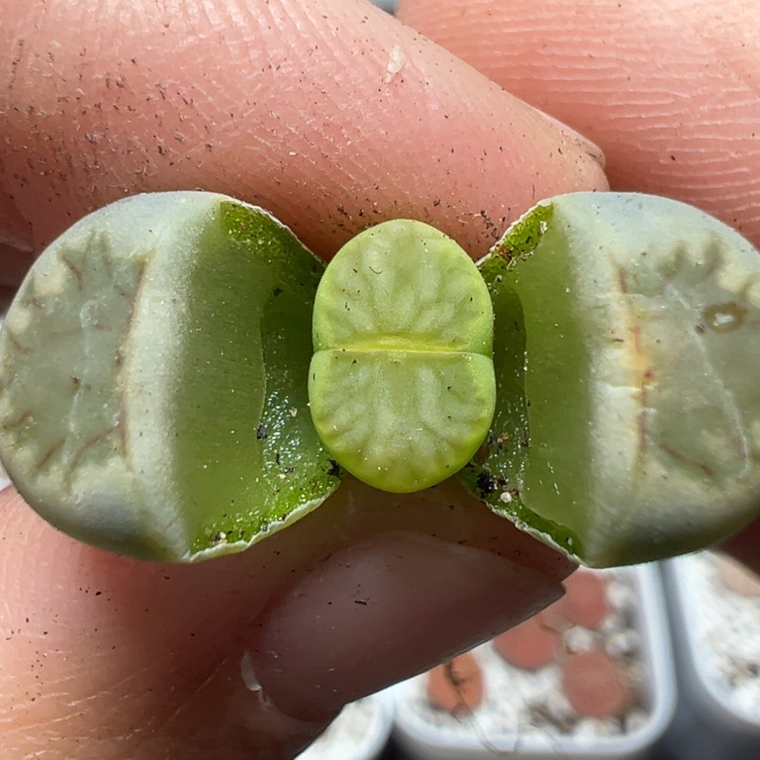 【闪购商品】682……