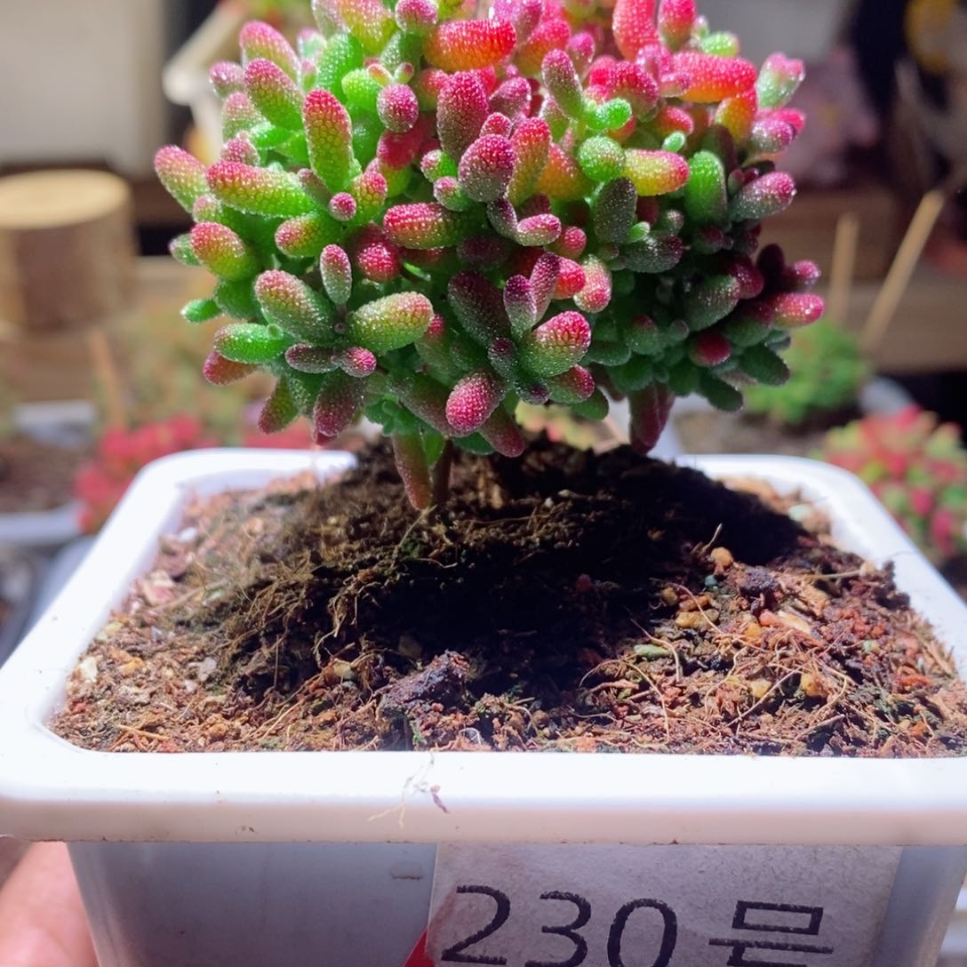 蜜橘带盆土发货一物一拍