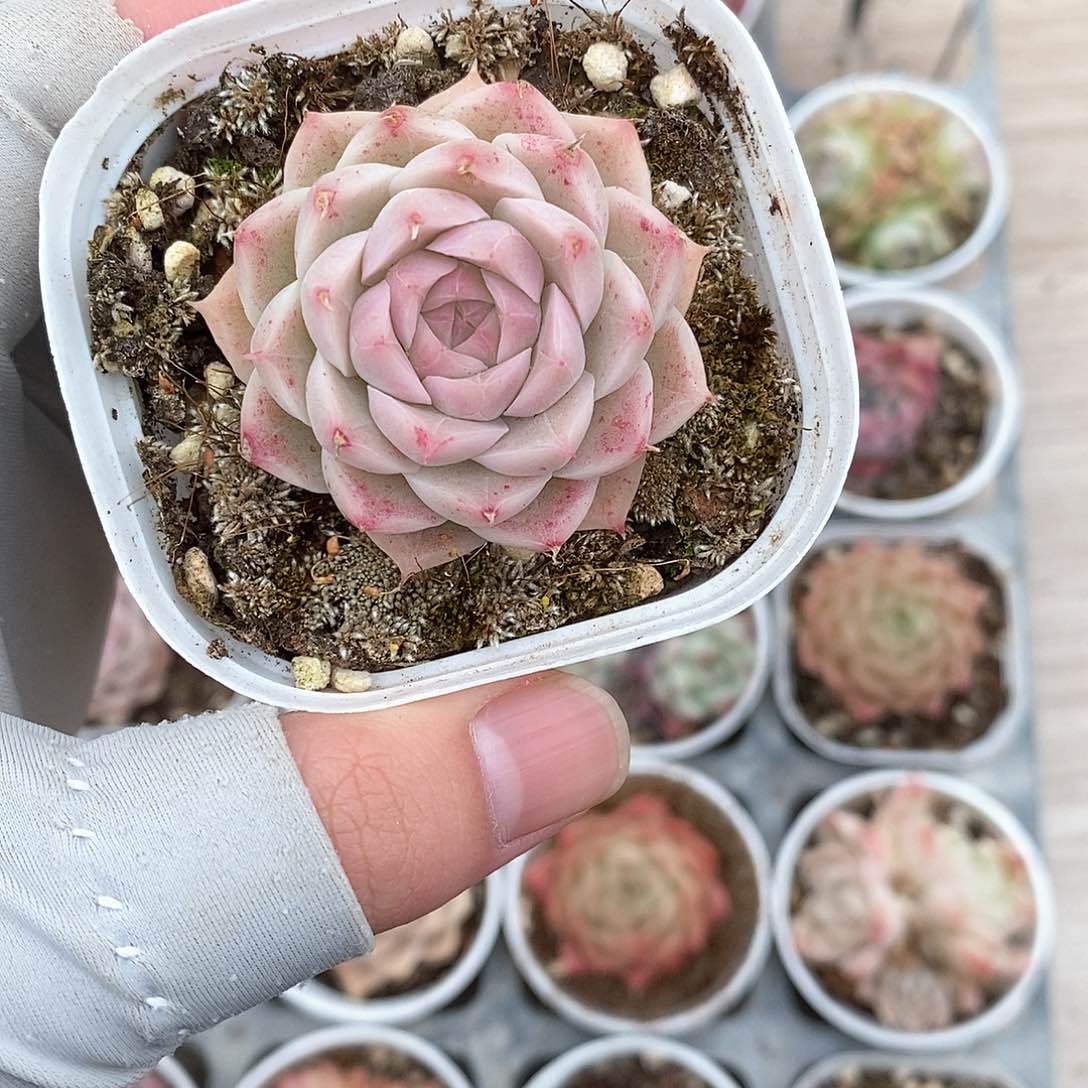 多肉植物9.9包邮5020主播精心挑选