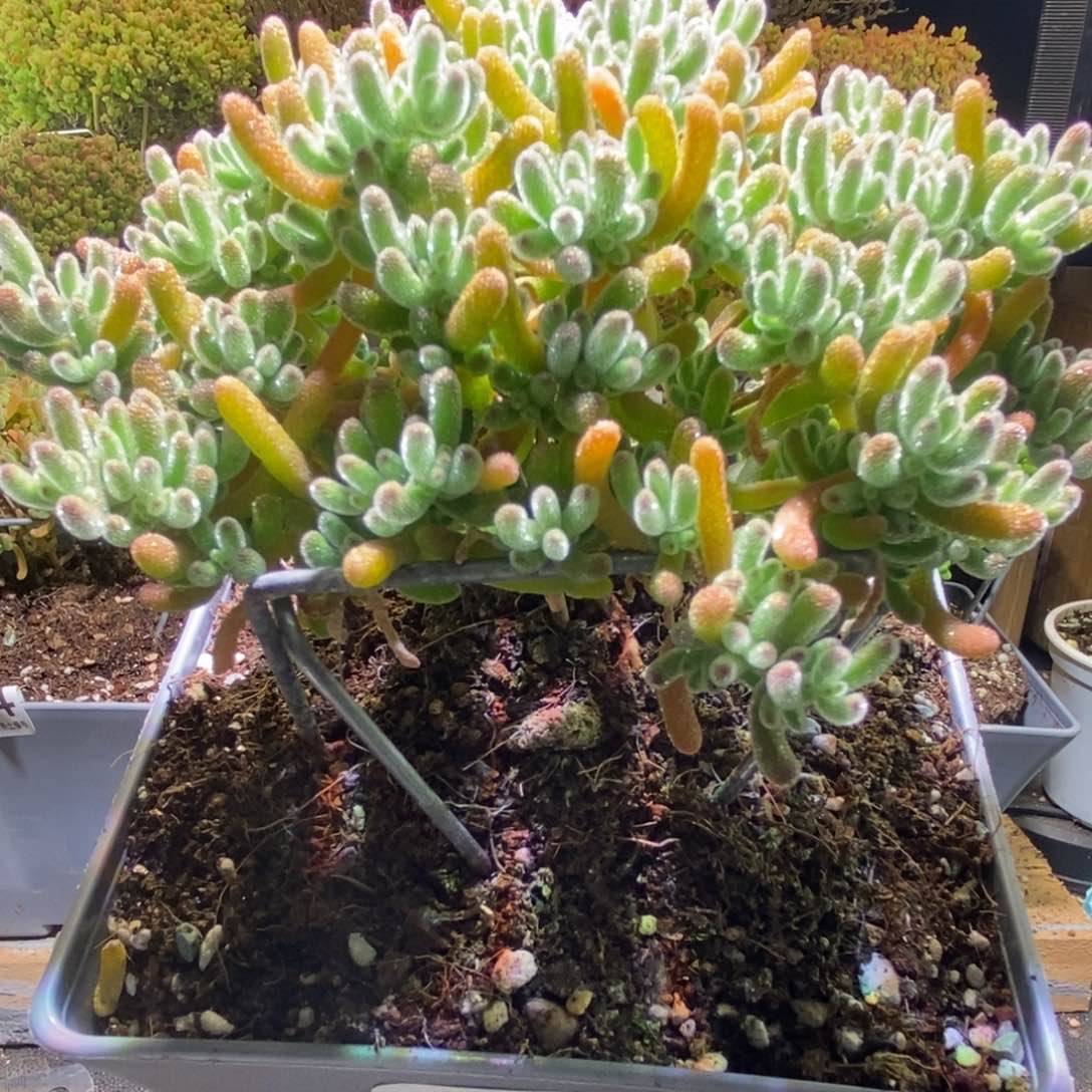 三**?冰晶枝干橘子bing 416