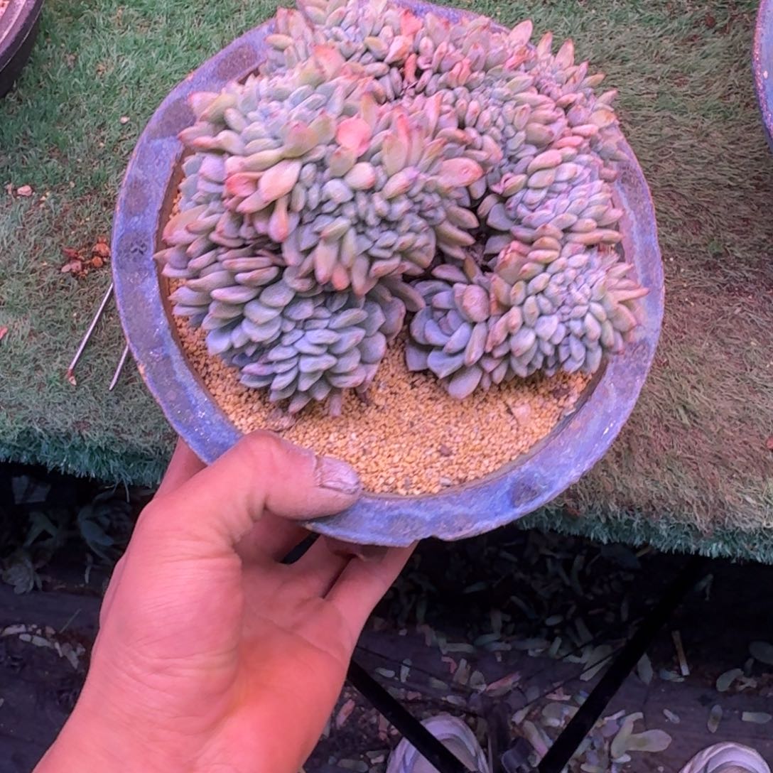星影树缀无砍多肉