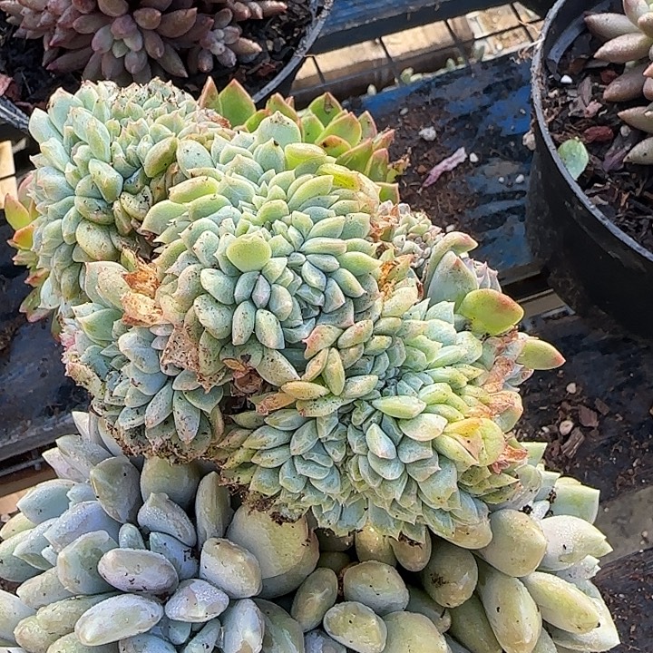 森***＊青蛙王子儿童牙膏套装11
