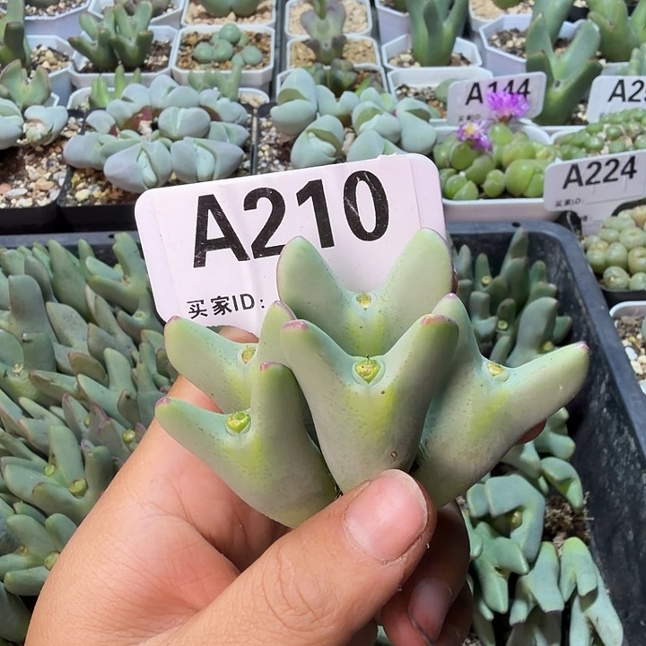 一****210。满38包邮肉锥