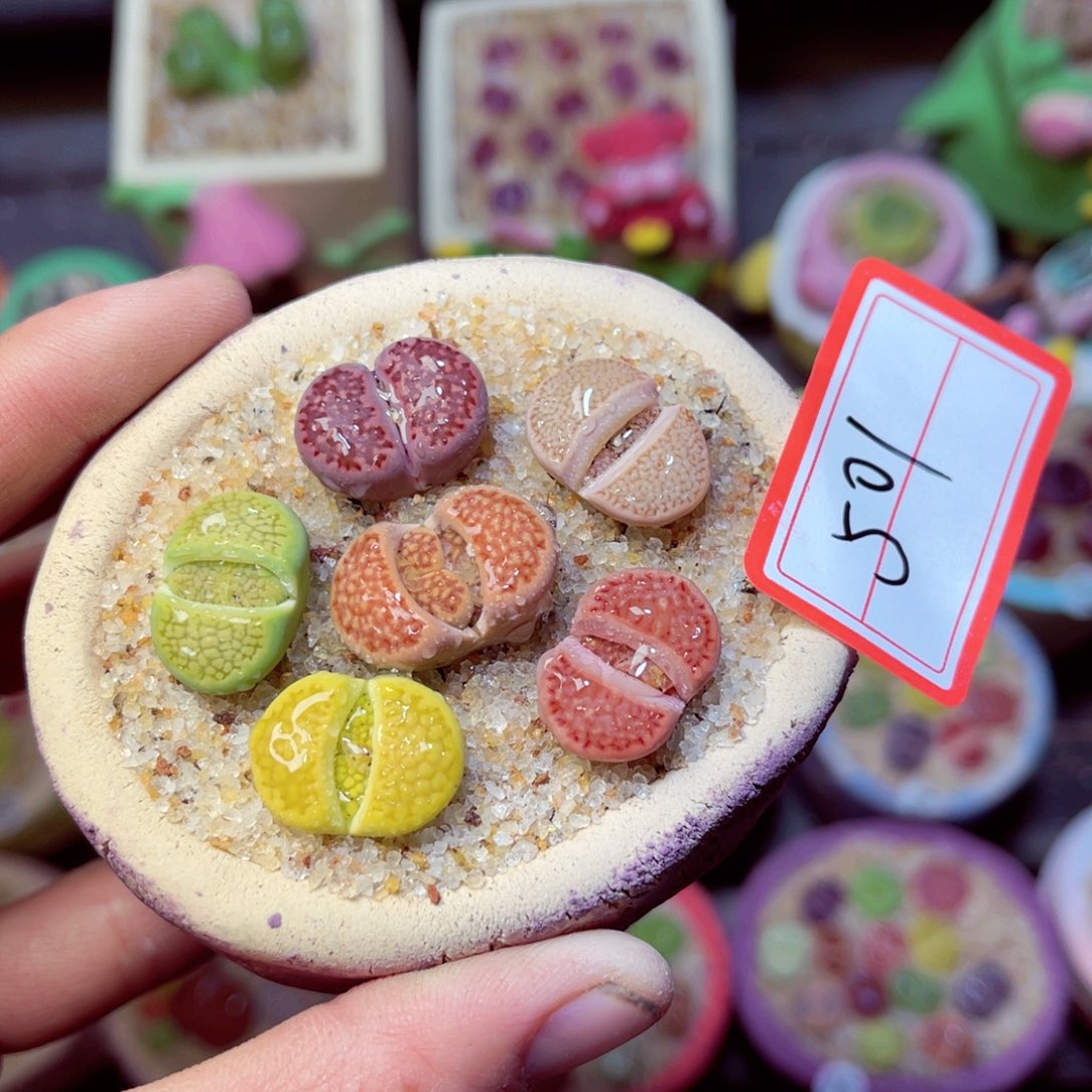 501生石花带盆发