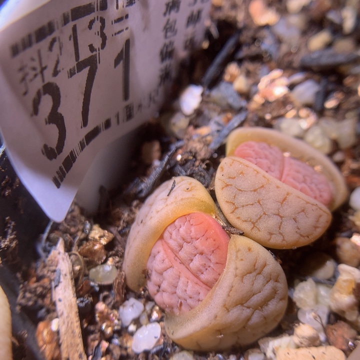 精品生石花213.371